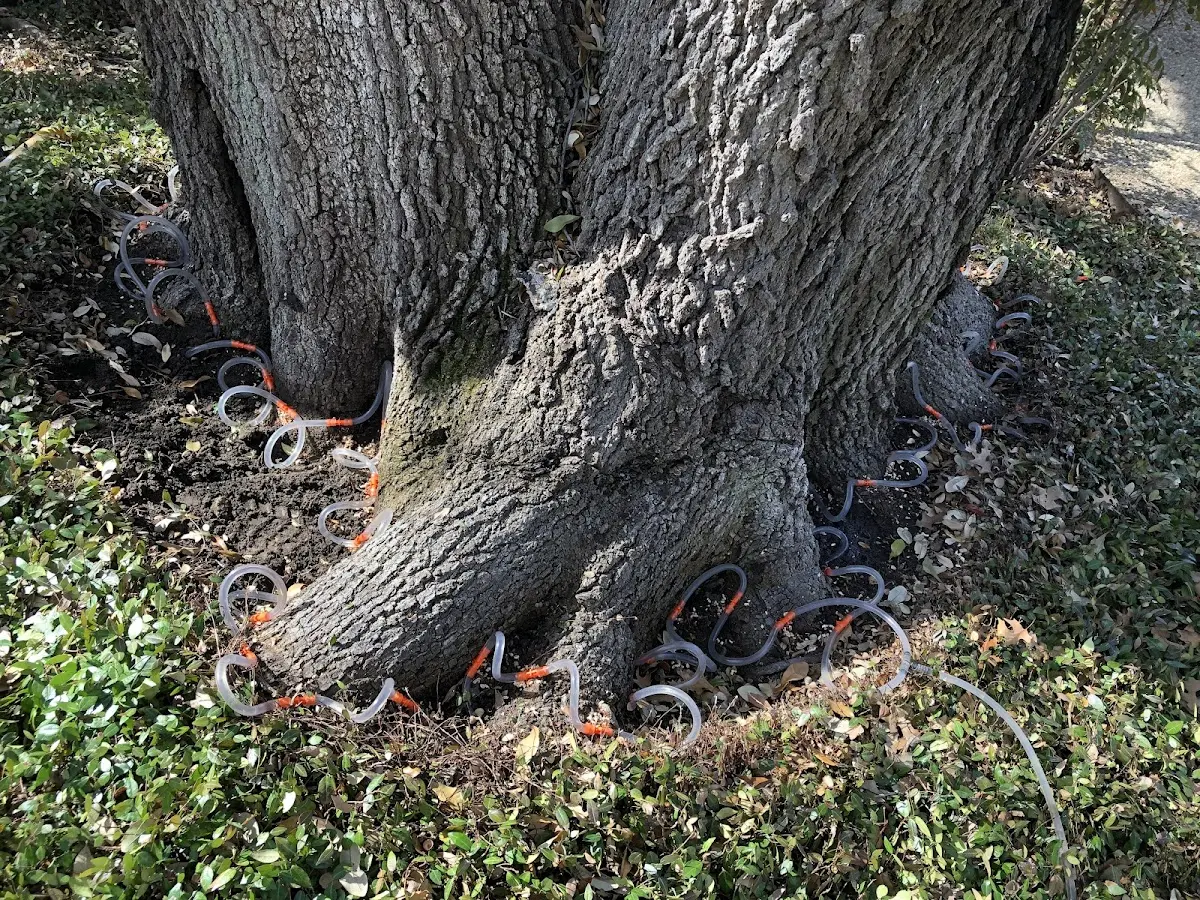 Detailed Tree Cabling and Bracing job site in Port Kent